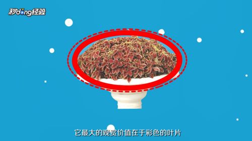 魚缸彩葉草的養(yǎng)殖方法和注意事項圖片：彩葉草的養(yǎng)殖方法和注意事項 魚缸百科 第4張