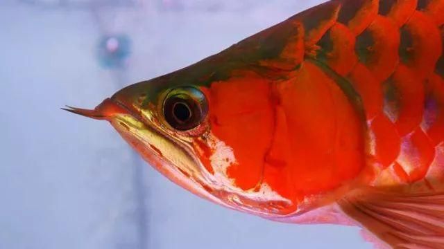 紅龍魚飼料中的色素成分：紅龍魚飼料中常見的色素成分及其作用 龍魚百科 第3張