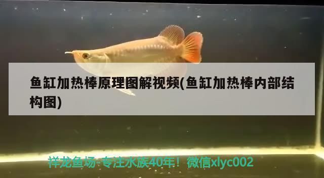 魚缸加熱棒好不好：如何選擇合適的魚缸加熱棒 魚缸百科 第5張