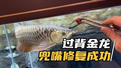 龍魚兜嘴治療偏方：治療龍魚兜嘴的偏方 龍魚百科 第3張