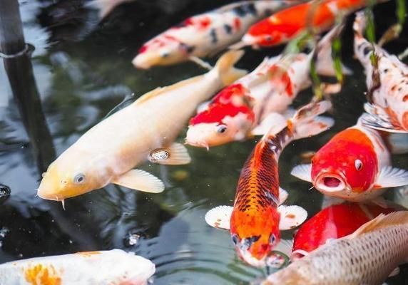 龍魚吃什么發(fā)色快些呢：如何判斷龍魚飼料新鮮度，龍魚專用飼料品牌推薦 龍魚百科 第2張