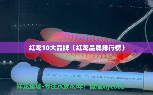 什么牌子的紅龍魚最好：泗水紅龍魚品牌市場評價對比 紅龍魚百科 第3張