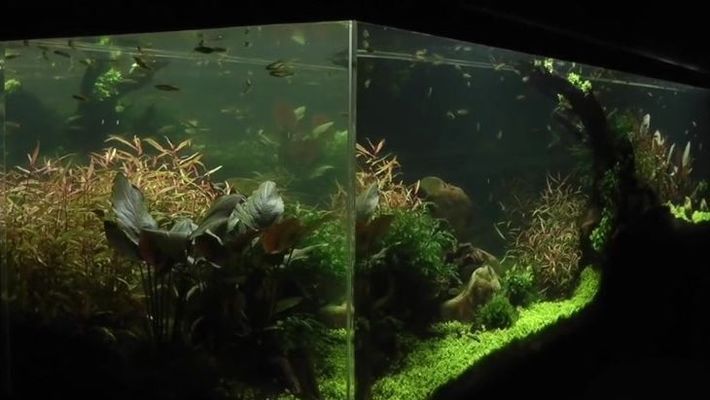 異形魚缸造景視頻：異形魚缸造景視頻展示l46熊貓異型魚缸造景 魚缸百科 第4張