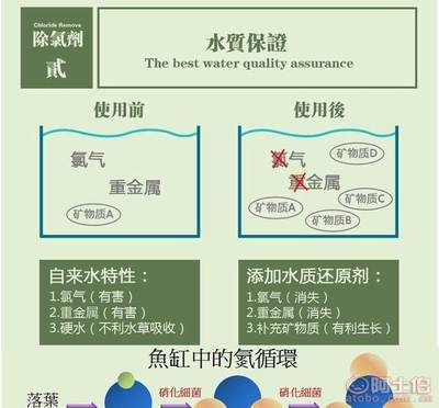 如何判斷魚缸水質穩(wěn)定：怎樣判斷魚缸水質穩(wěn)定？ 魚缸百科 第4張