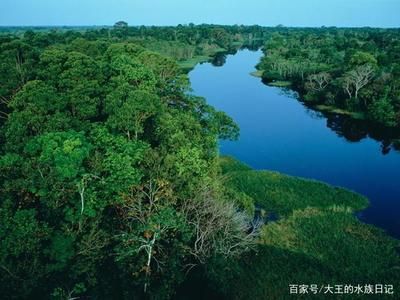 龍魚的發(fā)源地在哪里：亞馬遜河龍魚的發(fā)源地主要分布在以下幾個地區(qū)的地區(qū) 龍魚百科 第5張