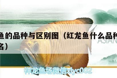 紅龍魚什么品種最好：紅龍魚品種介紹 紅龍魚百科 第5張