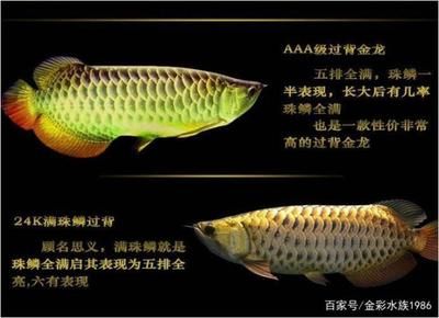 龍魚過背和高背哪個貴一點：過背金龍魚和高背金龍魚的價格差異及其原因及飼養(yǎng)技巧 龍魚百科 第5張