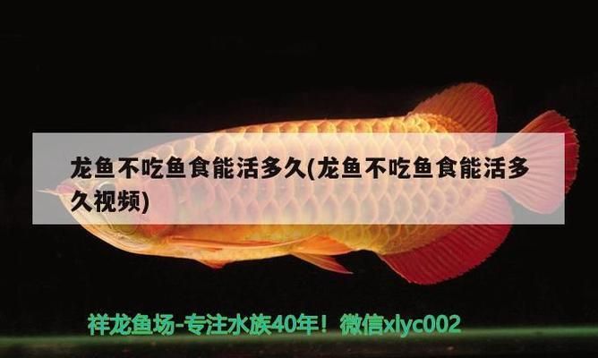 紅龍魚底濾濾材的搭配：如何檢測紅龍魚水中的有害物質(zhì)