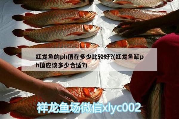 養(yǎng)紅龍魚ph值多少合適：養(yǎng)紅龍魚的適宜ph值為6.5至7.5至7.5之間 紅龍魚百科 第4張