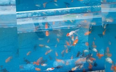 金龍魚多少度停止生長：金龍魚在多少度的水溫下會停止生長？ 水族問答 第2張