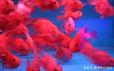 鸚鵡魚混養(yǎng)時(shí)的飼料選擇：鸚鵡魚混養(yǎng)時(shí)的飼料選擇技巧 龍魚百科 第1張