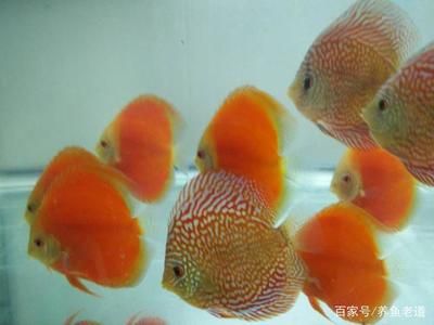 鸚鵡魚混養(yǎng)時(shí)的飼料選擇：鸚鵡魚混養(yǎng)時(shí)的飼料選擇技巧 龍魚百科 第2張