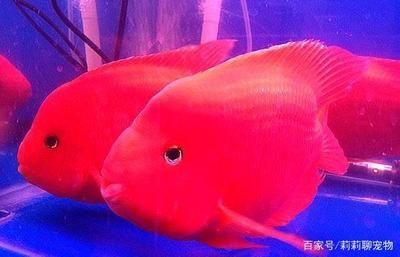 鸚鵡魚混養(yǎng)時(shí)的飼料選擇：鸚鵡魚混養(yǎng)時(shí)的飼料選擇技巧 龍魚百科 第5張