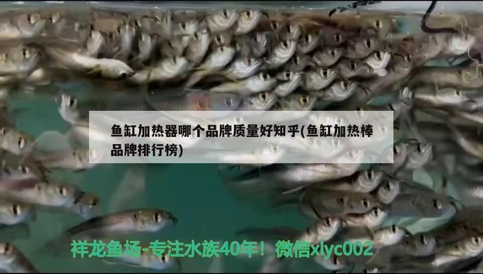 森森魚缸加熱器哪個(gè)品牌質(zhì)量好：森森魚缸加熱器節(jié)能效果如何森森加熱器節(jié)能效果如何