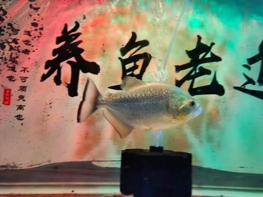 魚缸里飄的絮狀物怎么處理：如何處理魚缸中的絮狀物