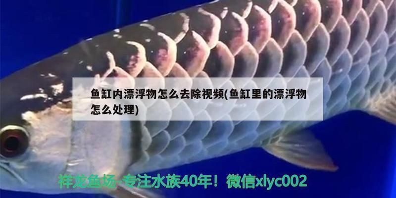 魚缸里飄的絮狀物怎么處理：如何處理魚缸中的絮狀物 魚缸百科 第4張