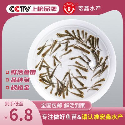 龍魚吃什么長得壯：龍魚吃什么長得壯，龍魚飼料選擇指南 龍魚百科 第5張