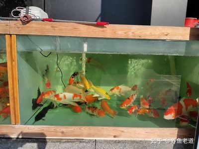 金龍魚多少錢：金龍魚的價(jià)格是否與養(yǎng)殖方式有關(guān)， 水族問答 第1張