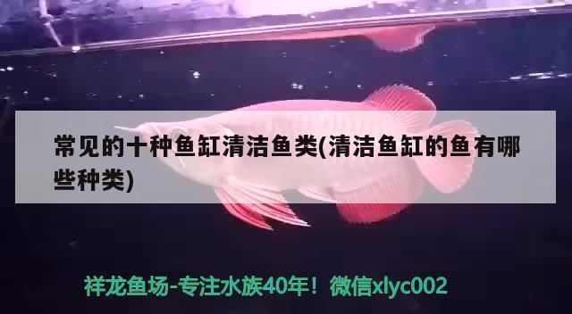 清魚缸魚：如何通過(guò)清潔魚缸來(lái)保持水質(zhì)的清新 魚缸百科 第3張