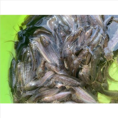 金龍魚多少錢一條50公分的魚：金龍魚多少錢一條50公分大的？ 水族問答 第2張