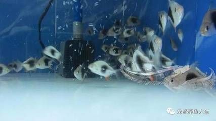 銀板魚適宜水溫范圍：銀龍魚換水注意事項銀龍魚適宜水溫范圍一般在[需手動填充]至[需手動填充]