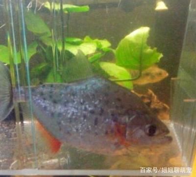 銀板魚適宜水溫范圍：銀龍魚換水注意事項(xiàng)銀龍魚適宜水溫范圍一般在[需手動填充]至[需手動填充] 龍魚百科 第5張