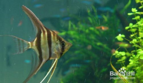 金龍魚多少歲可以吃：關(guān)于金龍魚的問題 水族問答 第2張