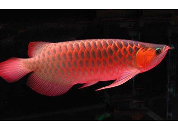 最大的紅龍魚(yú)品種是什么魚(yú)：最大的紅龍魚(yú)品種是什么？ 紅龍魚(yú)百科 第4張