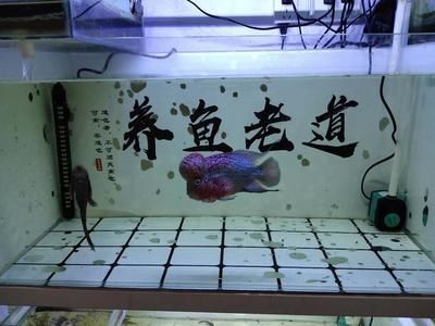 龍魚(yú)缸放什么工具魚(yú)：如何選擇龍魚(yú)缸工具魚(yú)