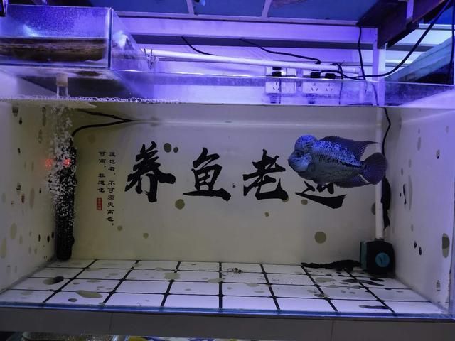 龍魚缸放什么工具魚：如何選擇龍魚缸工具魚 魚缸百科 第4張