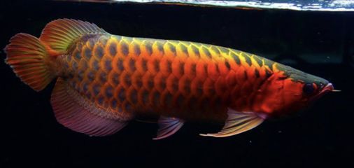 龍魚(yú)是觀賞魚(yú)嗎：龍魚(yú)是觀賞魚(yú)的一種，龍魚(yú)的飼養(yǎng)技巧有哪些？