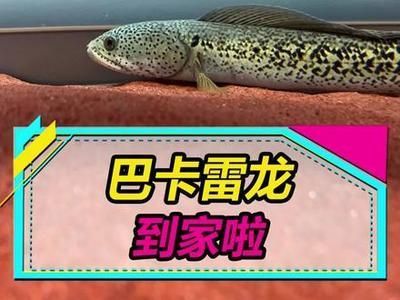 龍魚投資價值如何評估：金龍魚投資價值分析 龍魚百科 第5張