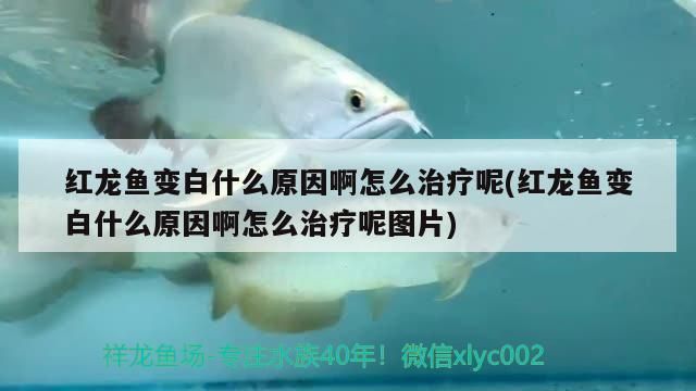 紅龍魚(yú)發(fā)白為什么不吃東西：紅龍魚(yú)發(fā)白不吃東西可能由多種因素引起 紅龍魚(yú)百科 第5張