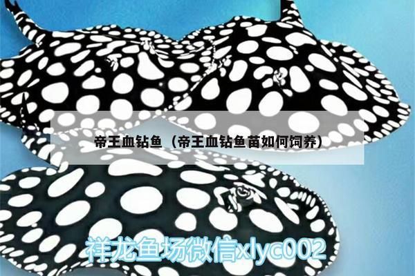 金龍魚多少一條?：購(gòu)買金龍魚時(shí)需要注意些什么？ 水族問答 第1張