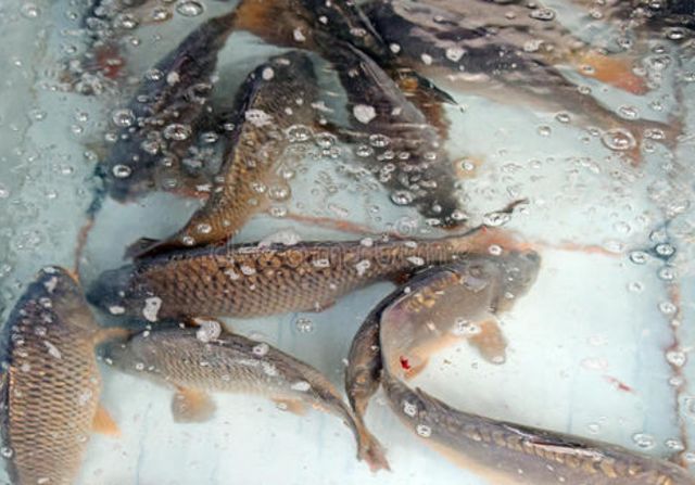 龍魚喂活魚之前用鹽消毒嗎：喂養(yǎng)龍魚活魚之前需要用鹽進行消毒以及為什么