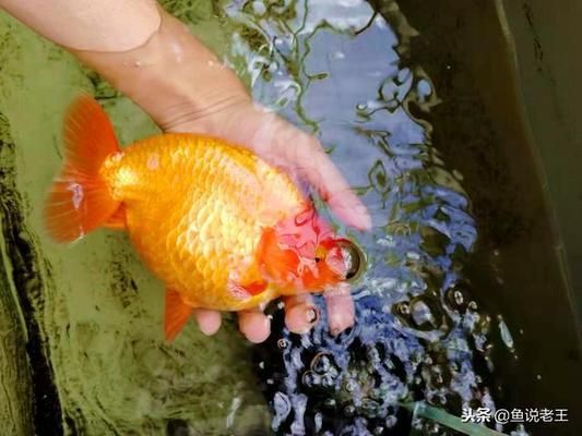 魚(yú)缸老水好不好：關(guān)于魚(yú)缸老水的詳細(xì)分析 魚(yú)缸百科 第3張