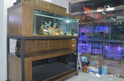 久鼎魚(yú)缸：久鼎魚(yú)缸與其他品牌對(duì)比久鼎魚(yú)缸與其他品牌對(duì)比