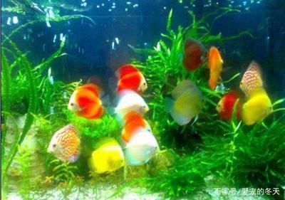 魚缸生物除藻推薦：魚缸除藻生物的介紹 魚缸百科 第2張