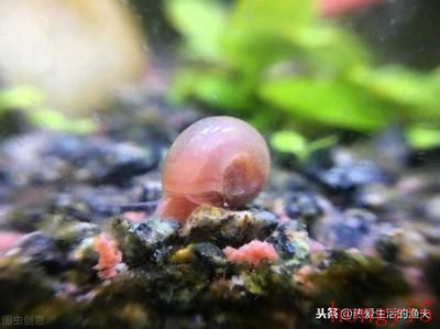 魚缸生物除藻推薦：魚缸除藻生物的介紹 魚缸百科 第6張