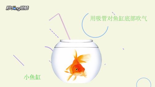 如何提高魚缸溶氧效率：如何提高魚缸的溶氧效率 魚缸百科 第5張