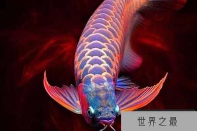 紅龍魚人工繁殖：紅龍魚人工繁殖技術(shù) 紅龍魚百科 第4張