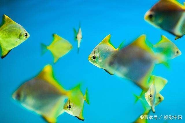 金龍魚發(fā)色過程分析圖：如何判斷金龍魚的發(fā)色 水族問答