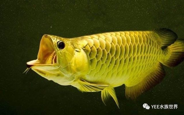 龍魚一次產(chǎn)卵多少只：關(guān)于龍魚一次產(chǎn)卵的詳細(xì)信息