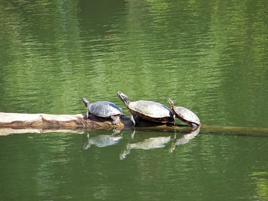 魚缸蓋怎么拆下來圖解：如何拆除魚缸的蓋子 魚缸百科 第3張