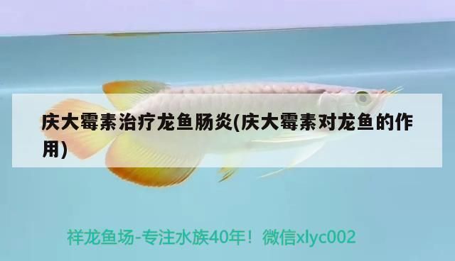 龍魚用慶大霉素怎么治療：使用慶大霉素治療龍魚腸炎的注意事項