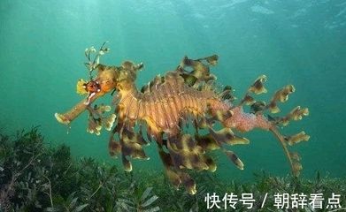 龍魚變色怎么回事?。宏P(guān)于龍魚變色的一些建議 龍魚百科 第1張