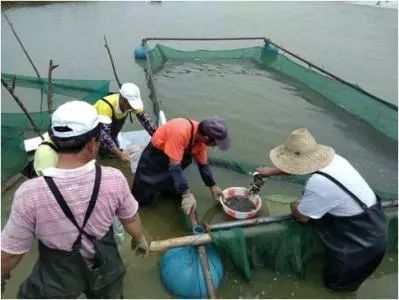 如何判斷魚(yú)苗飼料質(zhì)量安全：如何判斷魚(yú)苗飼料質(zhì)量安全的方法 龍魚(yú)百科 第5張