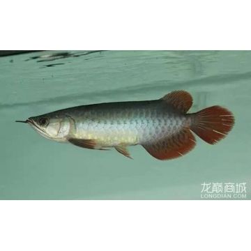 龍魚(yú)論壇天王至尊紅龍?jiān)趺礃樱禾焱跫t龍魚(yú)日常護(hù)理要點(diǎn)天王紅龍魚(yú)日常護(hù)理要點(diǎn) 紅龍魚(yú)百科 第3張