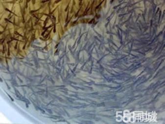 金龍魚分辨公母的方法：如何通過金龍魚分辨公母 水族問答 第2張