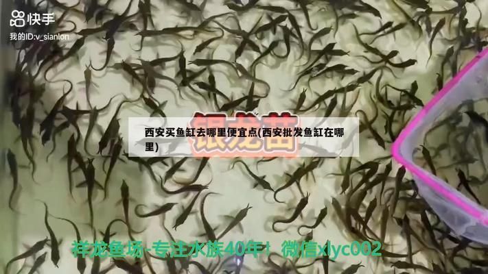 西安魚缸祥龍魚場魚缸：西安魚缸祥龍魚場提供魚缸定制服務(wù)可能包括以下幾個步驟 魚缸百科 第1張